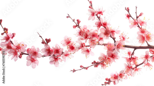 Pink Cherry Blossoms in Spring Isolated on a transparent background.