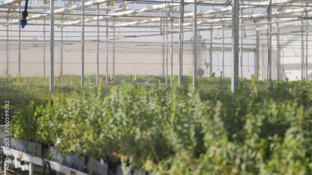 Irrigation Growing greenery in greenhouses for urban greening. Irrigation Growing greenery in greenhouses for urban greening.