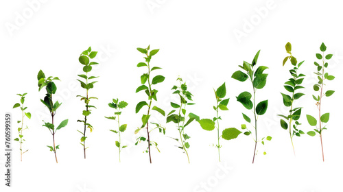 Plant stages--Plant evolution. Isolated on transparent background.