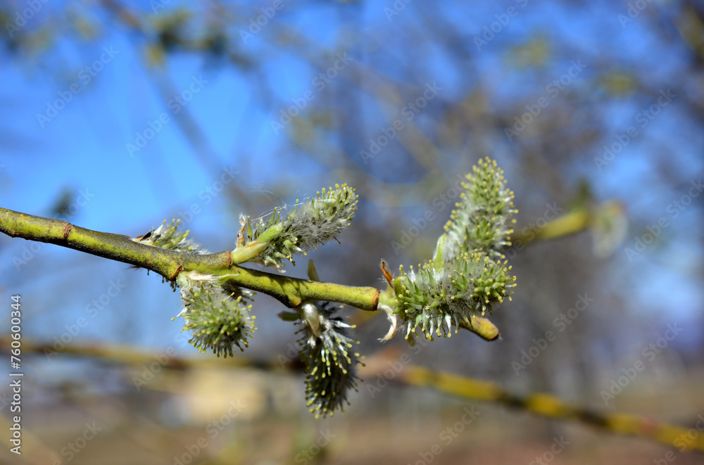 branch of blooming willow tree with fluffy pussy willow branch of blooming willow tree with fluffy pussy willow