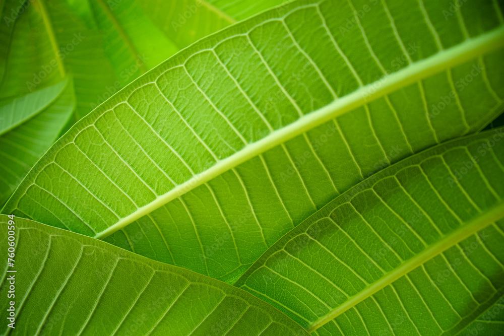 Green leaf background close up view. Nature foliage abstract of leave texture for showing concept of green business Green leaf background close up view. Nature foliage abstract of leave texture for showing concept of green business