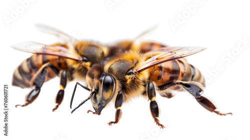  Bees, Isolated on transparent background. © venusvi