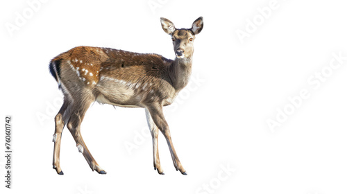  Be aware of deer crossing the road. Caution, Isolated on transparent background.