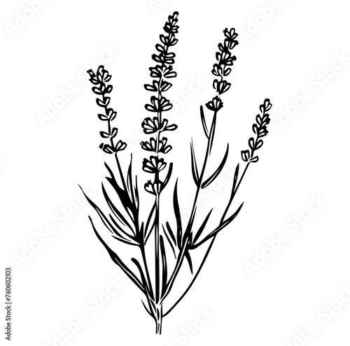 lavender plant, lavender flowers vector