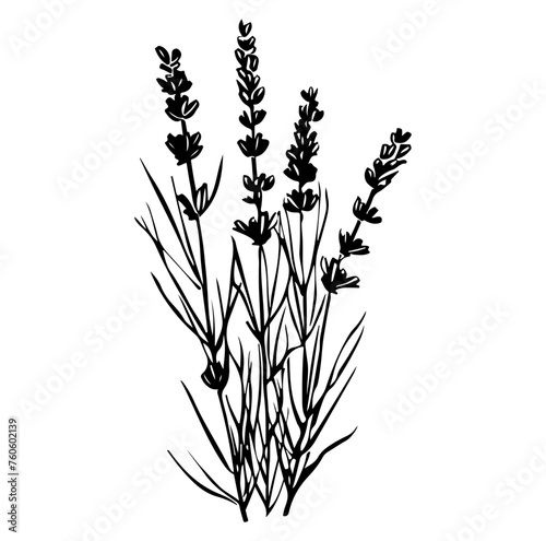 lavender plant, lavender flowers vector © hyam