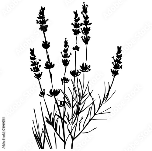 lavender plant  lavender flowers vector