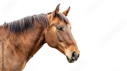 Beautiful brown horse running Isolated on a transparent background. © venusvi