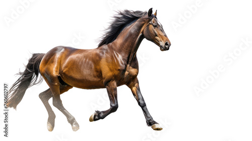 Beautiful brown horse running Isolated on a transparent background.