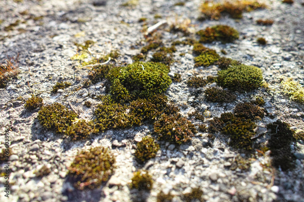 moss attached to the rock walls around the waterfall moss attached to the rock walls around the waterfall