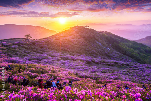 Morning and spring view of pink azalea flowers at Hwangmaesan Mountain with the background of sunlight and foggy mountain range near Hapcheon-gun, South Korea. photo