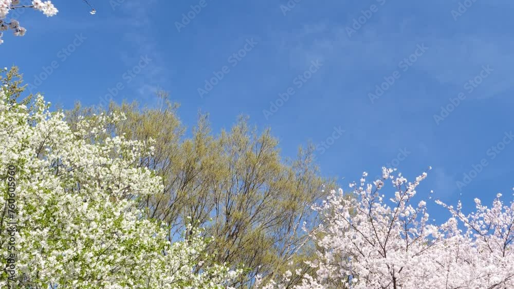 Cherry tree in full bloom. A clear blue sky. Cherry tree in full bloom. A clear blue sky.