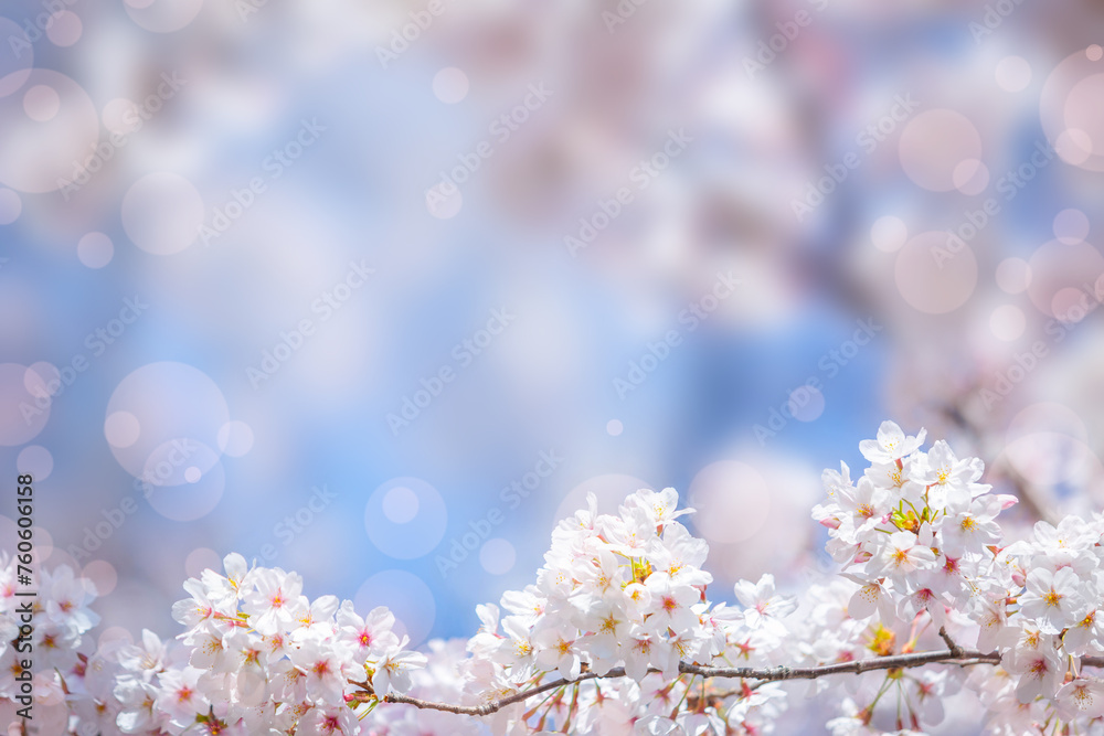 sakura flowers (cherry blossom flower) of pink color on sunny backdrop. Beautiful nature spring background with a branch of blooming sakura.