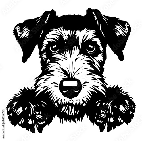 Airedale Terrier dog face peeking over front paws vector illustration