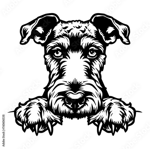 Airedale Terrier dog face peeking over front paws vector illustration