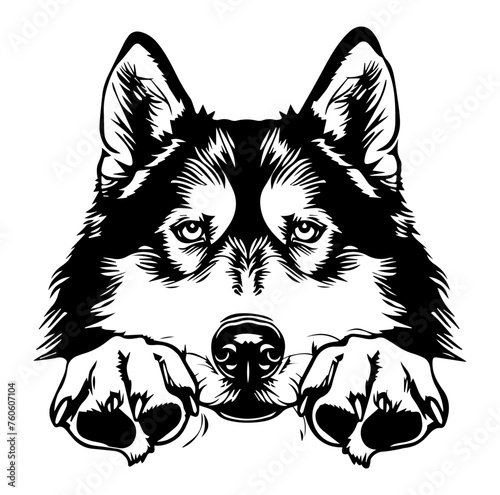 Alaskan Malamute dog face peeking over front paws vector illustration