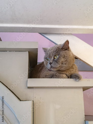 Beautiful gray british cat lying on old white wooden stairs in small cafe (ID: 760607185)