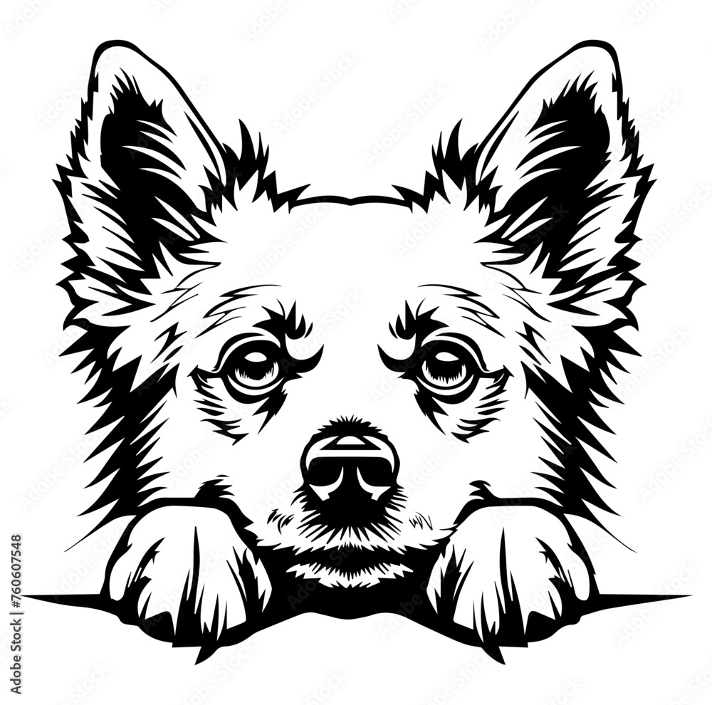 Fototapeta premium American Eskimo dog face peeking over front paws vector illustration