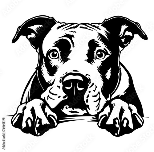 American pit bull dog face peeking over front paws vector illustration