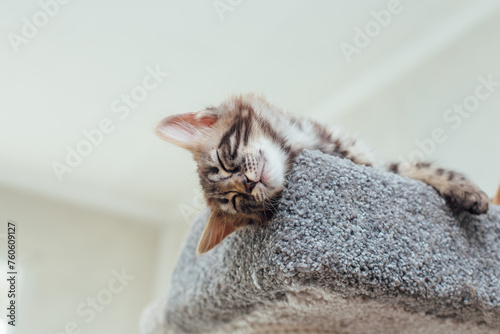 Young cute bengal kitten laying on a soft cat's shelf of a cat's house indoors. Top view.