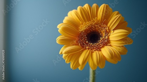  a close up of a large yellow flower with a blue sky in the backgroup of the picture.
