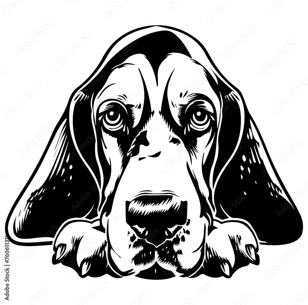 basset hound dog face peeking over front paws vector illustration