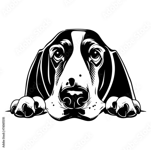 basset hound dog face peeking over front paws vector illustration