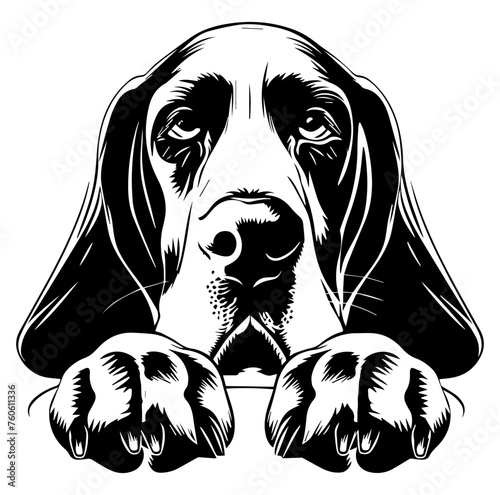 basset hound dog face peeking over front paws vector illustration