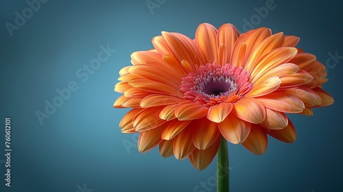  a close up of a large orange flower on a blue background with a blurry image of the center of the flower.