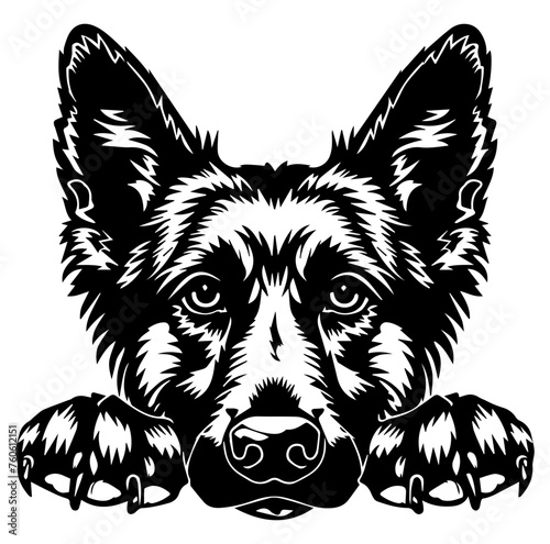 belgian shepherd dog face peeking over front paws vector illustration