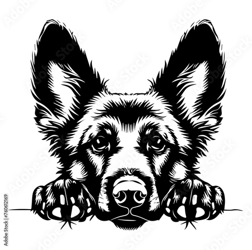 belgian shepherd dog face peeking over front paws vector illustration