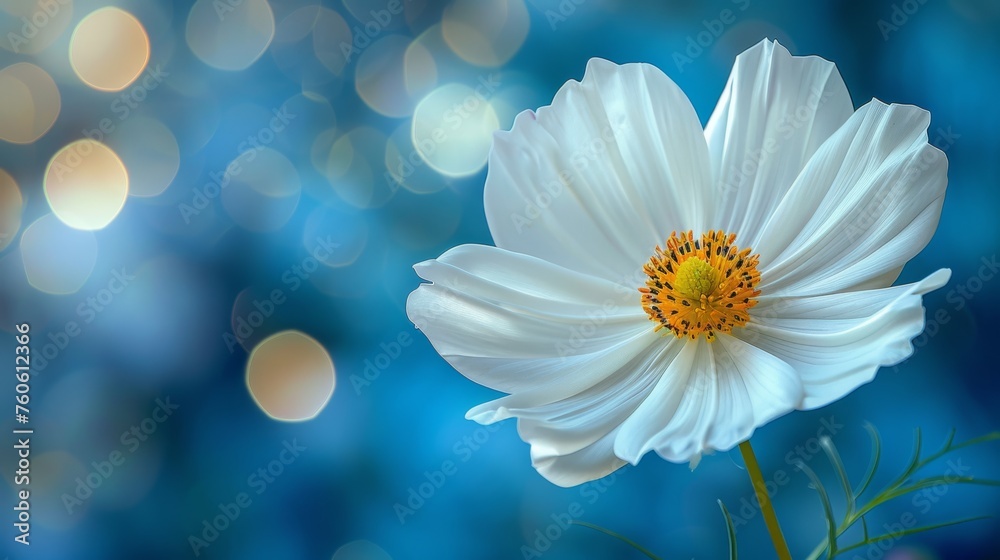 a close up of a white flower on a blue background with boke of lights in the backround. a close up of a white flower on a blue background with boke of lights in the backround.