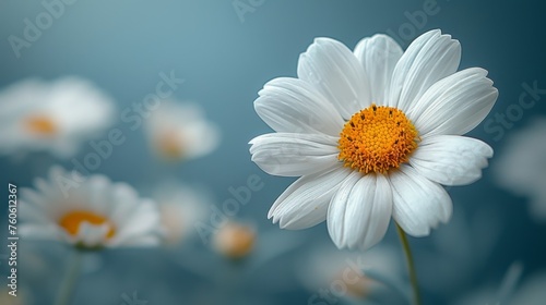  a white flower with a yellow center surrounded by white daisies on a blue background with a blurry sky in the background.