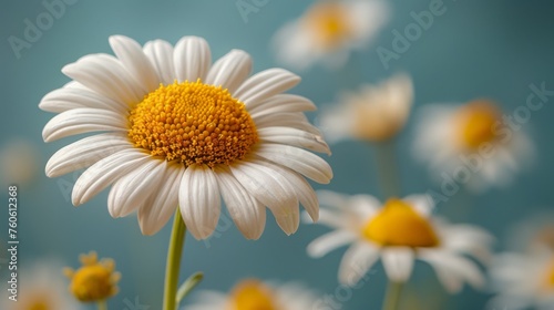  a close up of a white and yellow flower with many other flowers in the background and a blue sky in the background.