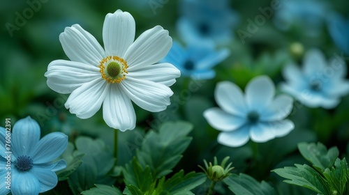  a close up of a white and blue flower with leaves in the foreground and another blue flower in the background.