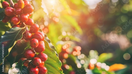 Coffee cherries or coffee bean on tree with sunlight. photo