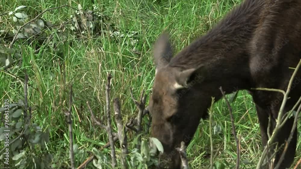 Cow Moose Eating Leaves from a Bush in a Meadow. The Moose or Elk (Alces alces), is the World's Tallest, Largest and Heaviest Extant Species of Deer. Cow Moose Eating Leaves from a Bush in a Meadow. The Moose or Elk (Alces alces), is the World's Tallest, Largest and Heaviest Extant Species of Deer.
