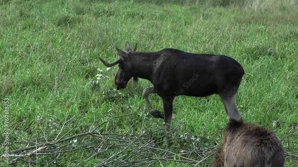 Young Moose with Small Antlers Eating Leaves from a Bush in a Meadow. The Moose or Elk (Alces alces), is the World's Tallest, Largest and Heaviest Extant Species of Deer. Young Moose with Small Antlers Eating Leaves from a Bush in a Meadow. The Moose or Elk (Alces alces), is the World's Tallest, Largest and Heaviest Extant Species of Deer.