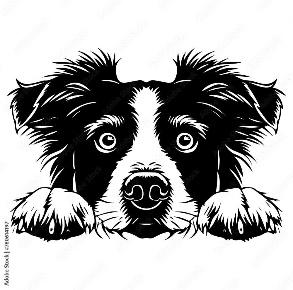 border collie dog face peeking over front paws vector illustration border collie dog face peeking over front paws vector illustration