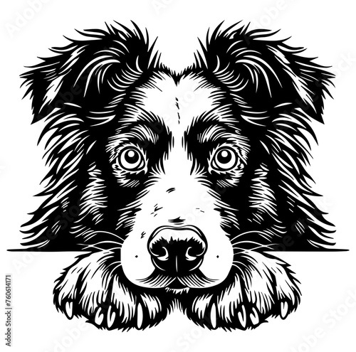 border collie dog face peeking over front paws vector illustration