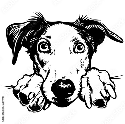 Borzoi dog face peeking over front paws vector illustration © hyam