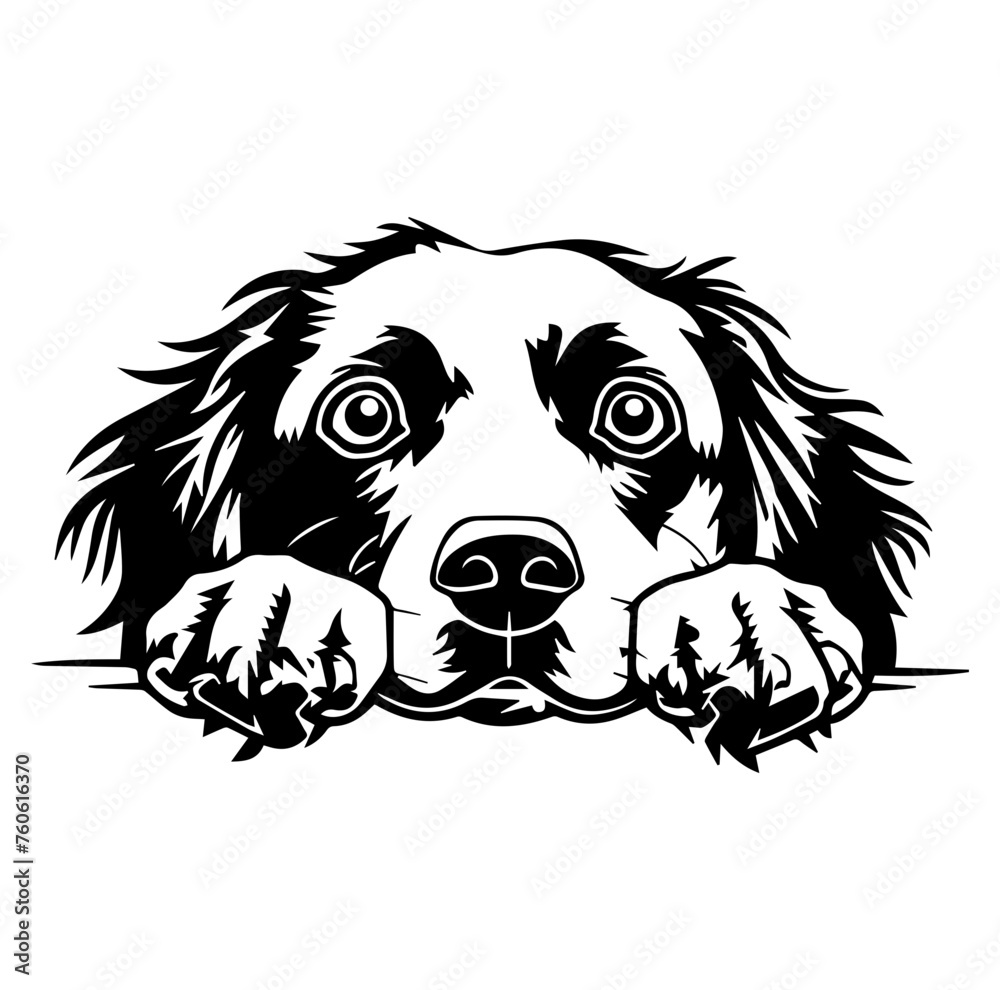 Fototapeta premium Brittany Spaniel dog face peeking over front paws vector illustration