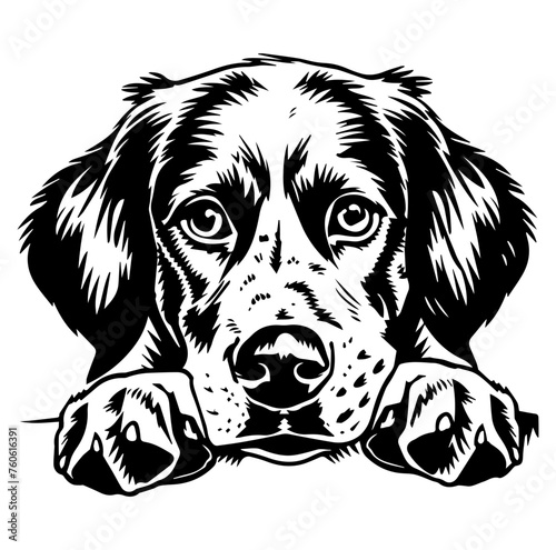 Brittany Spaniel dog face peeking over front paws vector illustration