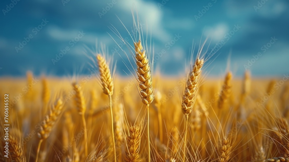 Wheat Field Under Blue Sky With Clouds Wheat Field Under Blue Sky With Clouds
