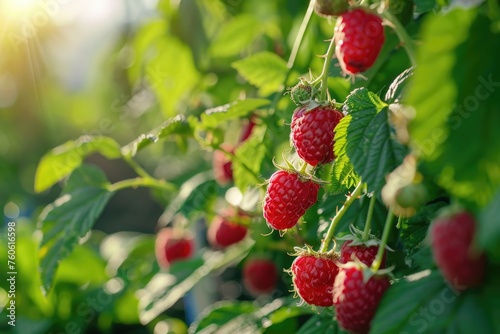 Fresh raspberries hanging from a tree branch  perfect for food and nature concepts