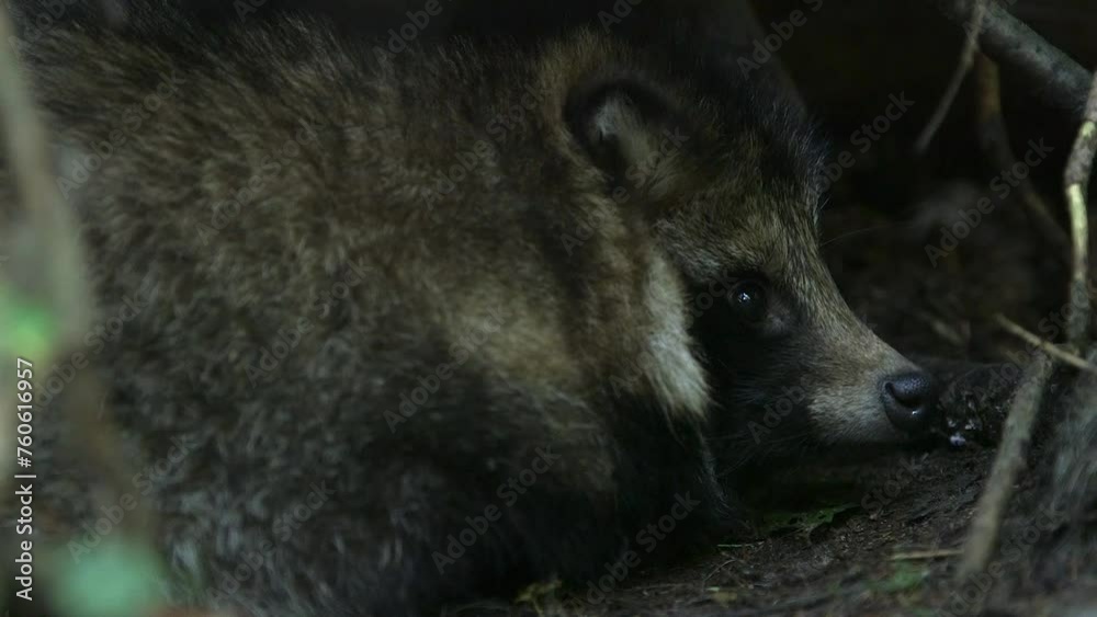 Common Raccoon Dog Resting in Cave With Eyes Open. The Common Raccoon Dog is a Small, Heavy-set, Fox-like Canid Native to East Asia. They Feed on Animals and Plants. Common Raccoon Dog Resting in Cave With Eyes Open. The Common Raccoon Dog is a Small, Heavy-set, Fox-like Canid Native to East Asia. They Feed on Animals and Plants.