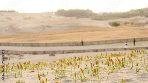 A vast dunes. The evening view of the Nakatajima Sand Dunes. photo