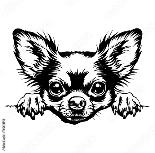 chihuahua dog face peeking over front paws vector illustration