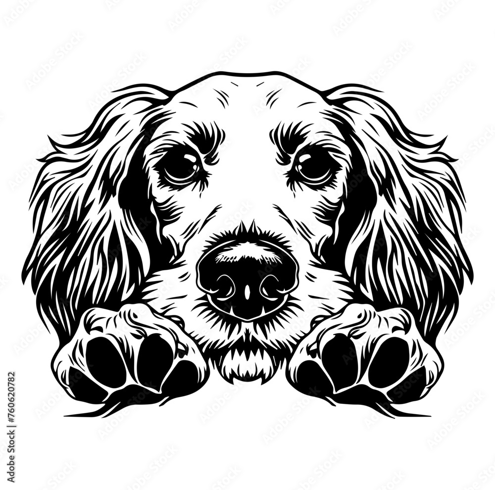 Fototapeta premium English Cocker Spaniel dog face peeking over front paws vector illustration