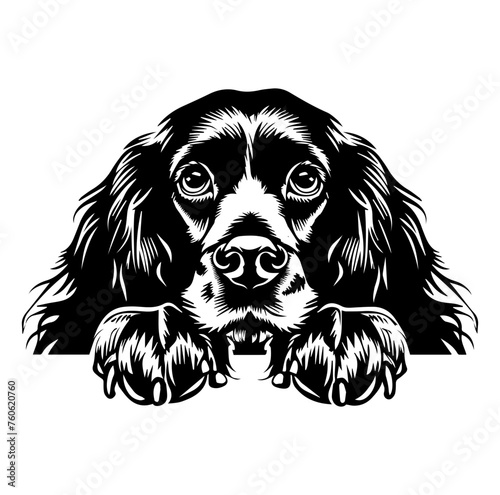English Cocker Spaniel dog face peeking over front paws vector illustration