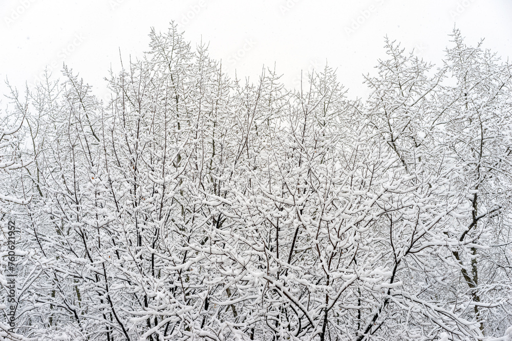 Tree tops covered with snow against the background of a cloudy sky and falling snow, tree branches covered with white snow, winter morning in the mountains, snow-covered branches Tree tops covered with snow against the background of a cloudy sky and falling snow, tree branches covered with white snow, winter morning in the mountains, snow-covered branches